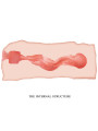 MASTURBADOR VAGINAL JANE 13.5 CM - REALISTA Y PORTÁTIL DE LA MARCA CRAZY BULL