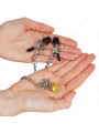 PINZAS PARA PEZONES CON CAMPANA CASCABEL DORADO KINK DE LA MARCA KINK NIPPLE GRIP