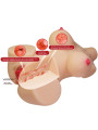 MASTURBADOR FEMENINO TORSO REALISTICO VAGINA ANAL EMMA DE LA MARCA CRAZY BULL